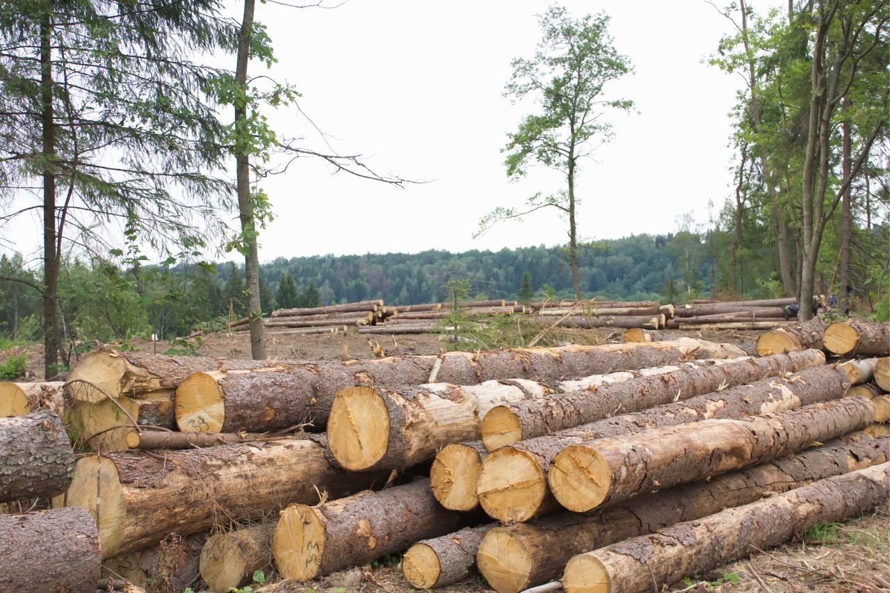 Expert Timber Contractor in Canton