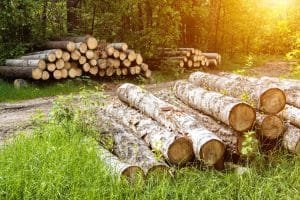 Maximizing the Value of Your Timber How Logging Services Can Help