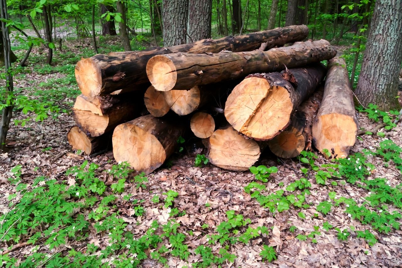 Expert Timber Contractor in North Royalton, Ohio