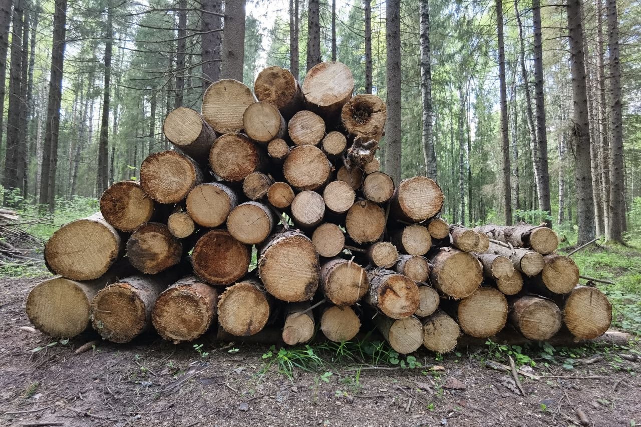 Expert Timber Contractor in New Philadelphia, Ohio